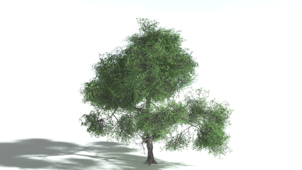 EVERYPlant English Oak LowPoly 3 --15 Models--