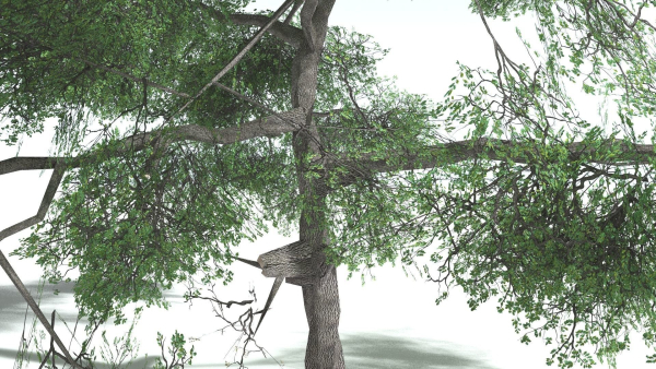 EVERYPlant English Oak LowPoly 3 --15 Models--