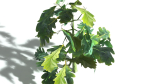 EVERYPlant English Oak LowPoly 3 --15 Models--
