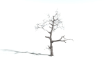 EVERYPlant English Oak LowPoly 3 --15 Models--