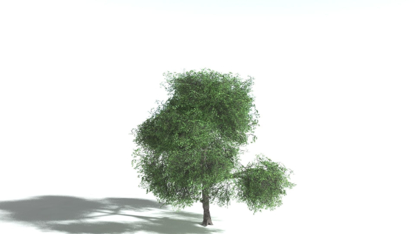 EVERYPlant English Oak LowPoly 3 --15 Models--
