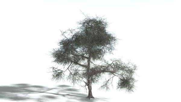 EVERYPlant English Oak LowPoly 3 --15 Models--