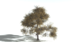 EVERYPlant English Oak LowPoly 3 --15 Models--