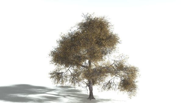 EVERYPlant English Oak LowPoly 3 --15 Models--
