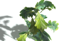 EVERYPlant English Oak LowPoly 3 --15 Models--