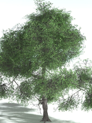 EVERYPlant English Oak LowPoly 3 --15 Models--