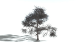 EVERYPlant English Oak LowPoly 3 --15 Models--