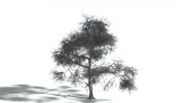 EVERYPlant English Oak LowPoly 3 --15 Models--