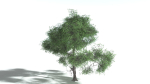 EVERYPlant English Oak LowPoly 3 --15 Models--
