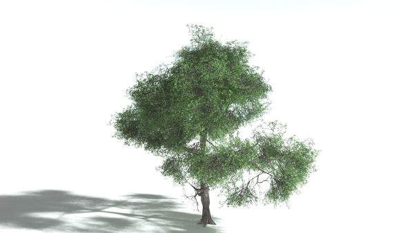 EVERYPlant English Oak LowPoly 3 --15 Models--