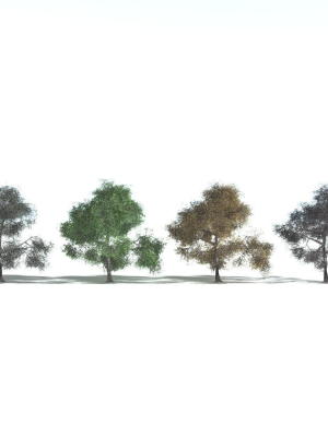 everyplant-english-oak-lowpoly-3-15-models-3d-model-5b34e4e90c