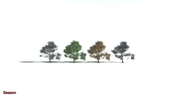 EVERYPlant English Oak LowPoly 3 --15 Models--