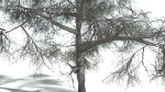 EVERYPlant English Oak LowPoly 3 --15 Models--