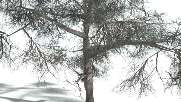 EVERYPlant English Oak LowPoly 3 --15 Models--