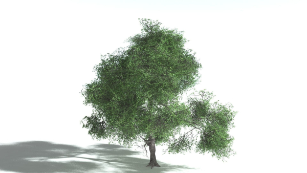 EVERYPlant English Oak LowPoly 3 --15 Models--