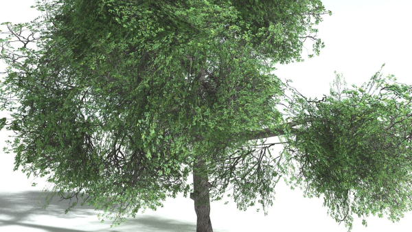 EVERYPlant English Oak LowPoly 3 --15 Models--