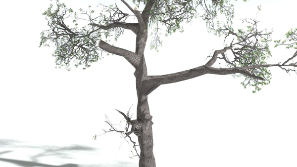 EVERYPlant English Oak LowPoly 3 --15 Models--