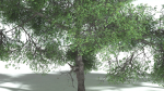 EVERYPlant English Oak LowPoly 3 --15 Models--
