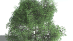 EVERYPlant English Oak LowPoly 3 --15 Models--