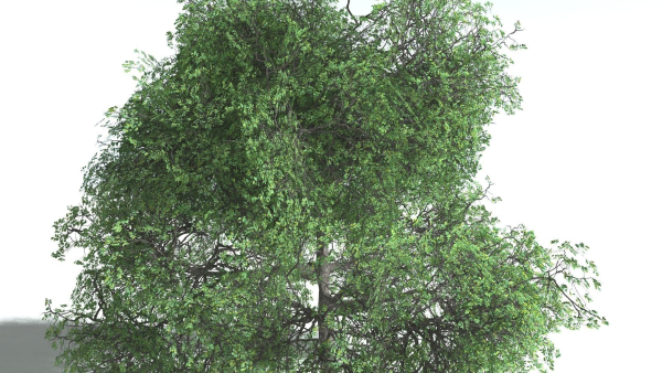 EVERYPlant English Oak LowPoly 3 --15 Models--