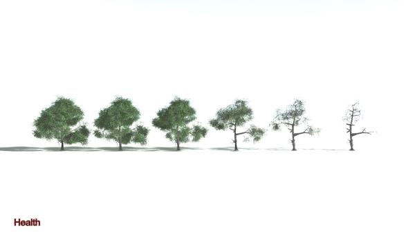 EVERYPlant English Oak LowPoly 3 --15 Models--