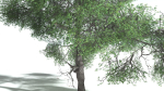 EVERYPlant English Oak LowPoly 3 --15 Models--
