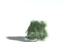 EVERYPlant English Oak LowPoly 3 --15 Models--