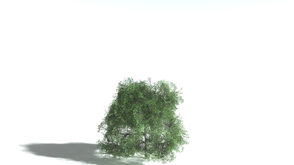 EVERYPlant English Oak LowPoly 3 --15 Models--
