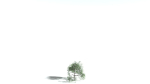 EVERYPlant English Oak LowPoly 3 --15 Models--