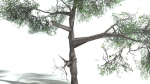 EVERYPlant English Oak LowPoly 3 --15 Models--