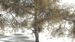 EVERYPlant English Oak LowPoly 3 --15 Models--