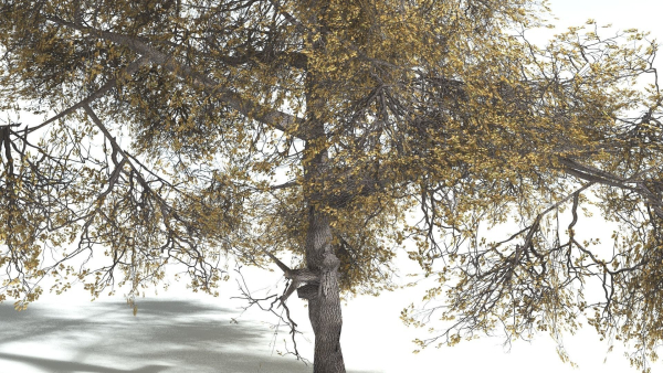 EVERYPlant English Oak LowPoly 3 --15 Models--
