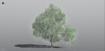 EVERYPlant English Oak LowPoly 3 --15 Models--