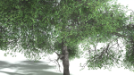 EVERYPlant English Oak LowPoly 3 --15 Models--