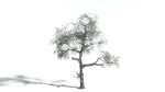 EVERYPlant English Oak LowPoly 3 --15 Models--