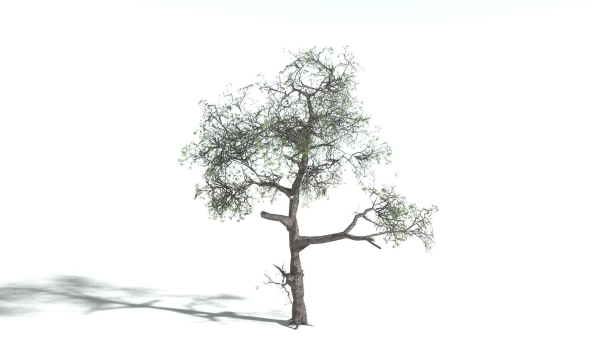 EVERYPlant English Oak LowPoly 3 --15 Models--