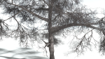 EVERYPlant English Oak LowPoly 3 --15 Models--