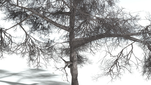 EVERYPlant English Oak LowPoly 3 --15 Models--