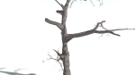 EVERYPlant English Oak LowPoly 3 --15 Models--