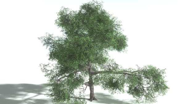 EVERYPlant English Oak LowPoly 3 --15 Models--