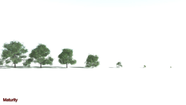 EVERYPlant English Oak LowPoly 3 --15 Models--