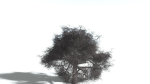 EVERYPlant English Oak LowPoly 5 --15 Models--