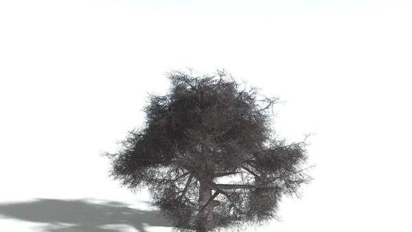 EVERYPlant English Oak LowPoly 5 --15 Models--