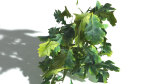 EVERYPlant English Oak LowPoly 5 --15 Models--