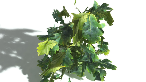 EVERYPlant English Oak LowPoly 5 --15 Models--