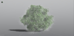EVERYPlant English Oak LowPoly 5 --15 Models--