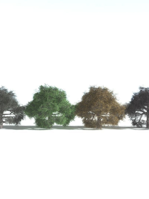 everyplant-english-oak-lowpoly-5-15-models-3d-model-2939ff8757
