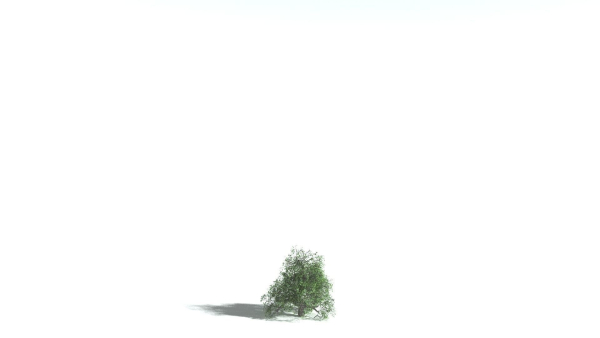 EVERYPlant English Oak LowPoly 5 --15 Models--