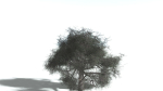 EVERYPlant English Oak LowPoly 5 --15 Models--