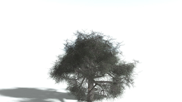 EVERYPlant English Oak LowPoly 5 --15 Models--